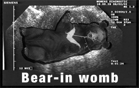 bearinwomb